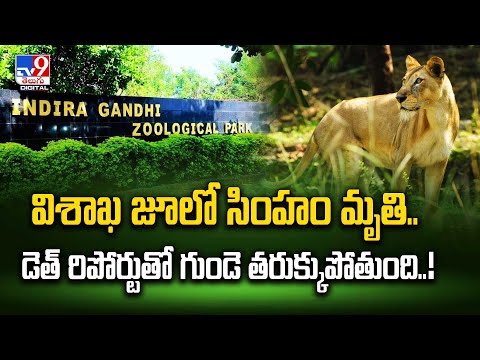 Lioness at Visakhapatnam Zoo dies due to heart attack