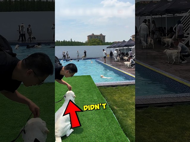 This Dog JUMPS Into The Pool For The First Time
