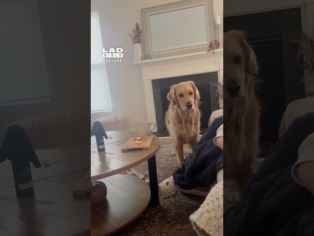 Dog hears human biting an apple