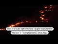 Raging fires in Brazils wetlands surge 980 percent | REUTERS