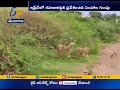 Pride of Lions in Amreli Forest stop Bus on Guj Highway