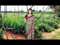 More Profits In Tomato Farming | లాభాలు గడిస్తున్న టమాట రైతు | Matti Manishi | 10TV News - 04:43 min - News - Video