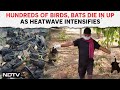 Heat Wave In UP | Hundreds Of Birds, Bats Die In Uttar Pradesh As Heatwave Intensifies