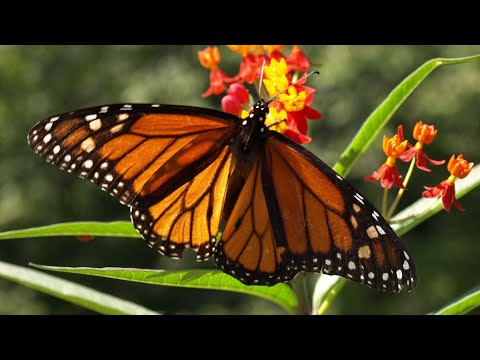 screenshot of youtube video titled Irmo Middle School Pollinator Garden