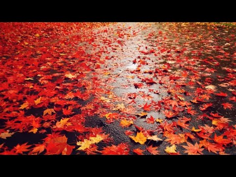 3시간 연속 듣기 | 차가운 비 그리고 가을 | 책 읽기 좋은 연주곡 | 편안한 BGM
