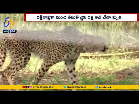 Cheetah 'Daksha' Dies in MP's Kuno National Park: Third Cheetah Death in Quick Succession
