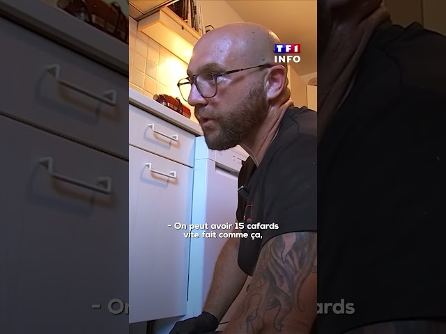 A Bastia, le cauchemar de la prolifération des cafards｜TF1 INFO