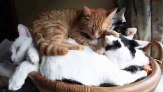 竹籃貓：一家5口硬塞籃子擠著一起睡