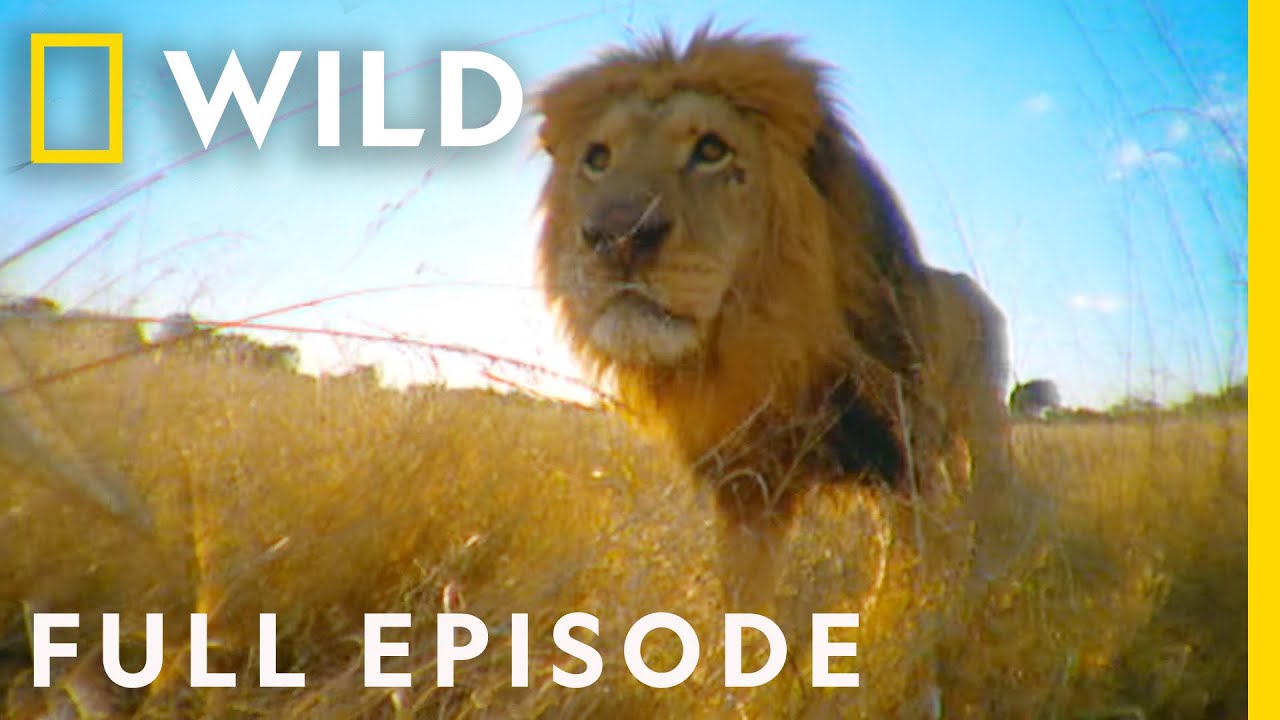 Betrayal in the Animal Kingdom (Full Episode) | Animal Fight Night