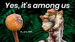 The fungus from The Last of Us is real. Watch it zombify its victims.