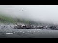 Sea lions jump into the sea to escape earthquake in Russia  - 00:45 min - News - Video