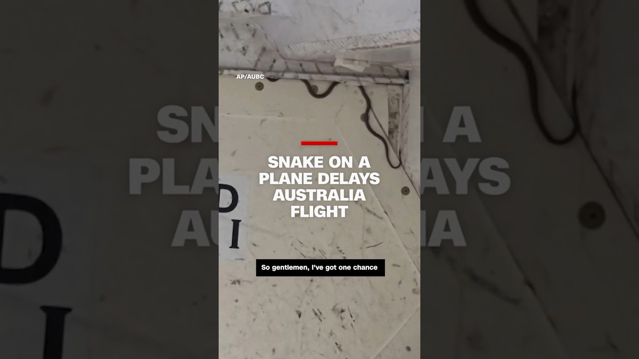 Snake on a plane delays flight in Australia