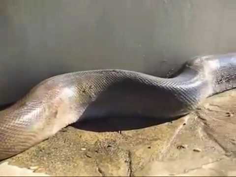 Убиена најголемата змија на светот!