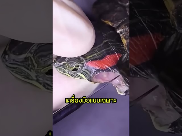 เต่าที่ติดเชื้อร้ายถูกช่วยไว้