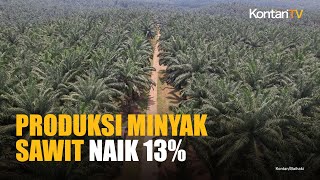 Produksi Minyak Sawit Naik 13%, Konsumsi Biodiesel Jadi Penopang Utama