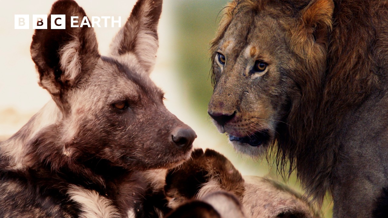 Extraordinary Big Cat Moments | BBC Earth