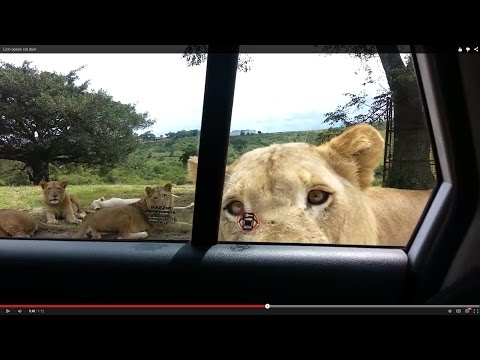 Лавот ги изненади туристите кои му дошле дома на сафари