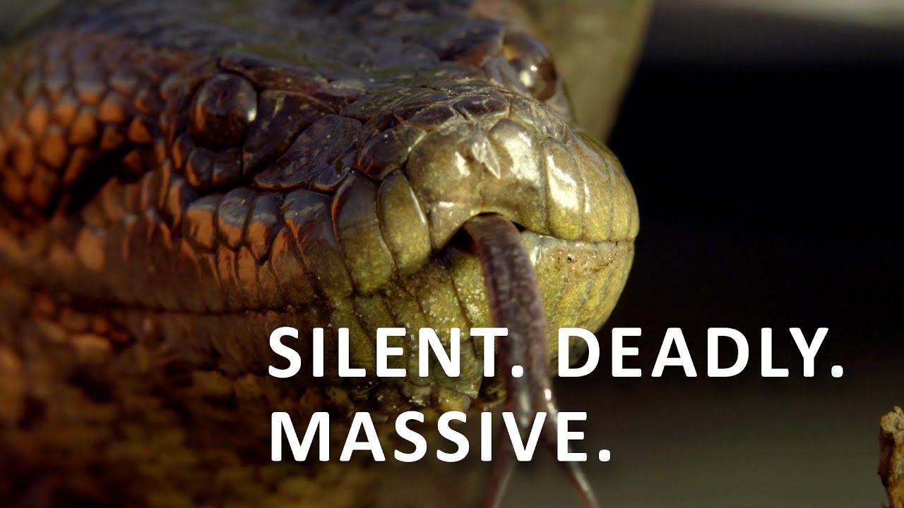 Snake Queen Of The Amazon: The Silent Killer | Anaconda | Documentary