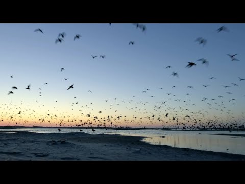 screenshot of youtube video titled Palmetto Scene | Whimbrels at Deveaux Bank