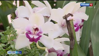 В ботаническом саду зацвели орхидеи