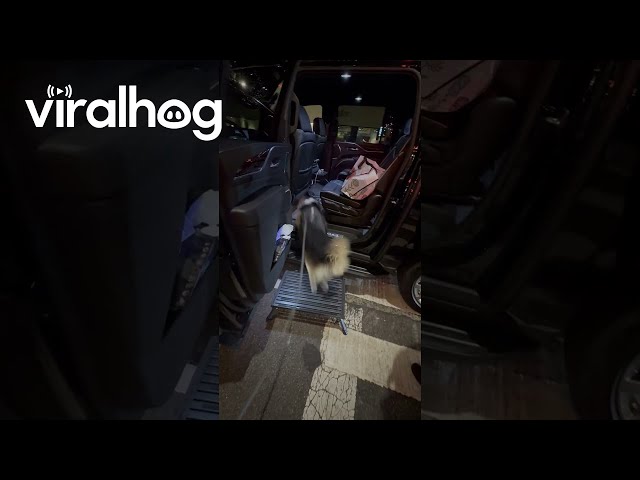 Corgi Has His Own Driver || ViralHog