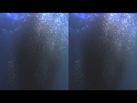 YT3D:enable=true Wild Ocean IMAX 3D Test