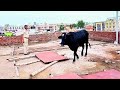 Watch: Bull stuck on rooftop of house, rescued by locals