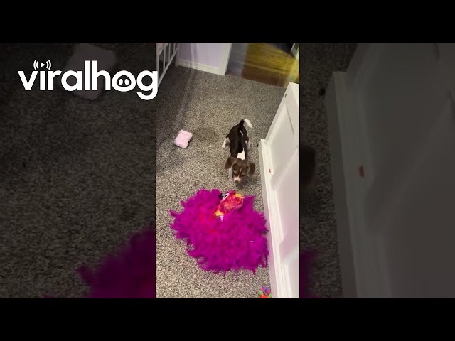 Puppy Doesn't Trust Toy Flamingo || ViralHog