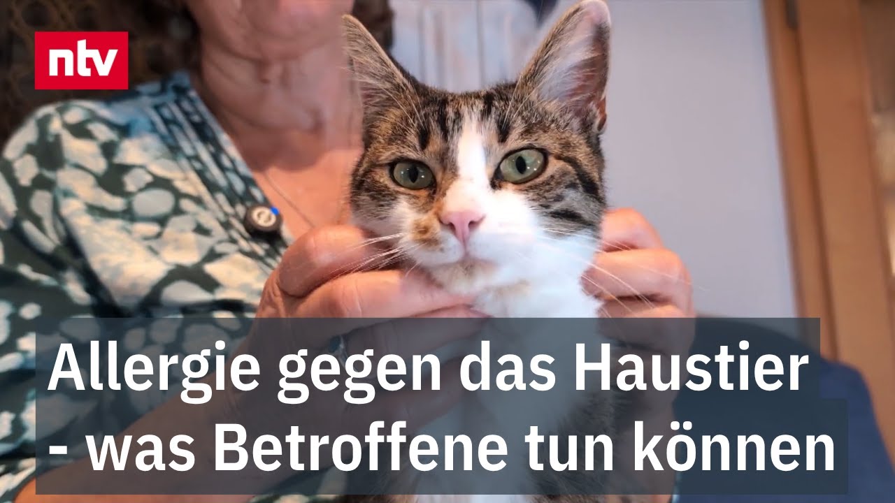 Allergie gegen das Haustier - was Betroffene tun können: Abschied muss nicht sein
