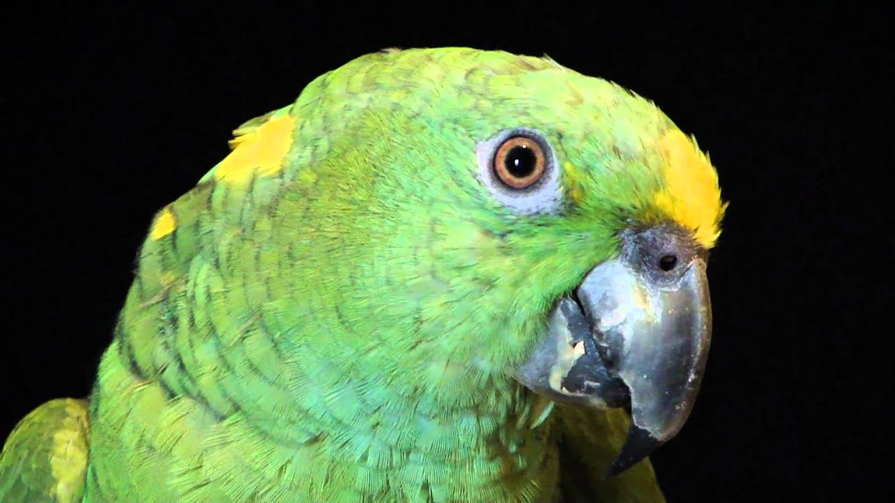 Echo The Yellow Naped Parrot Talking Youtube