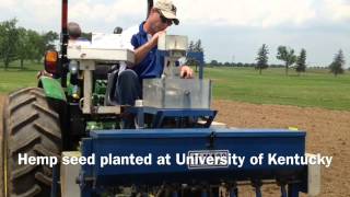 Hemp was planted May 27 at the University of Kentucky's Spindletop Research Farm in Lexington. It was the first time that hemp has been legally planted in the Bluegrass in decades.