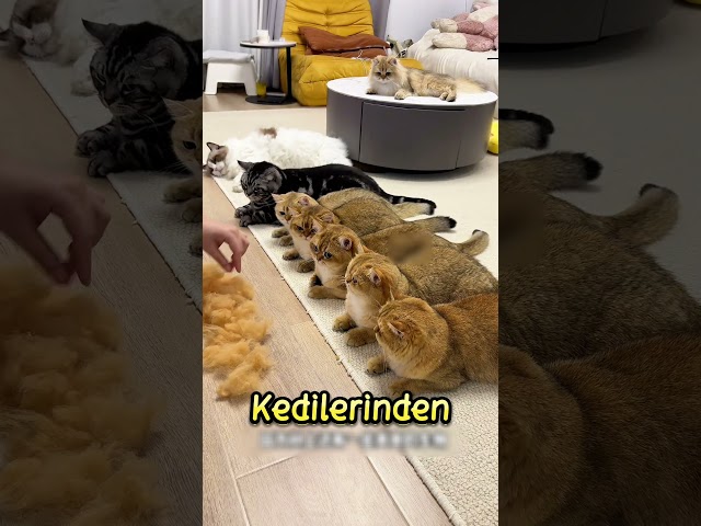 KEDİLER İçin El Yapımı CENNET❗🤍 (@牛奶是只猫 / Dyn)