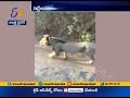 OMG!! Men encounter pride of lions on the road, video goes viral