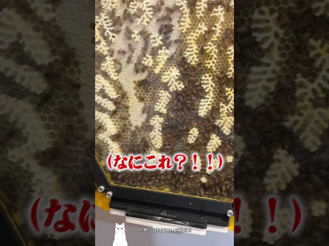 ドアを開けたら…息子がミツバチを飼っていた！！！