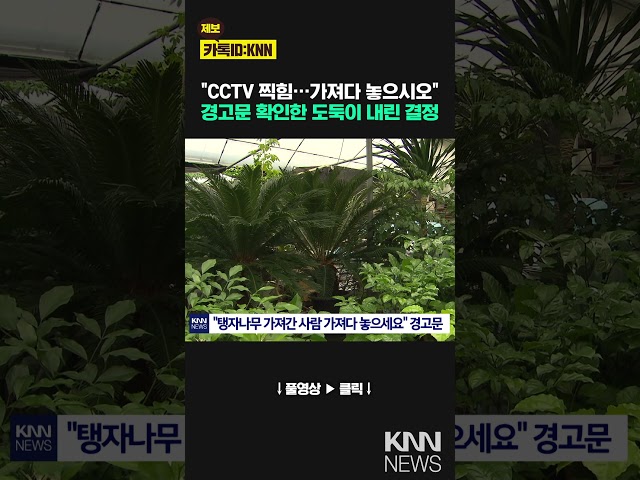 집 앞에 뒀는데 사라진 탱자나무 "CCTV 찍힘" 경고문 썼더니… / KNN