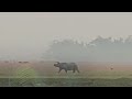 Video of rhino causing chaos in Assam's Majuli goes viral