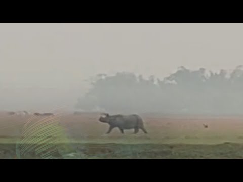 Video of rhino causing chaos in Assam's Majuli goes viral