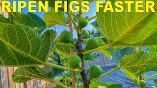 Grow Fig Trees That RIPEN FIGS FASTER With Three Simple Tricks