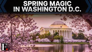 Washington D.C's Cherry Blossoms Reach Peak Bloom | Spring in Full Colour