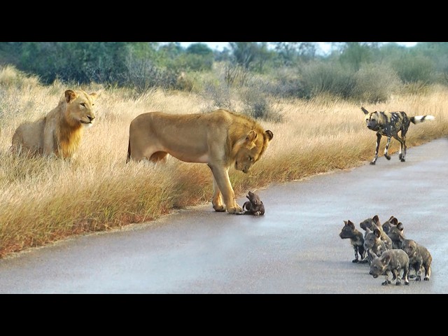 Lions Come Across Wild Dog Puppies Busy Moving Dens