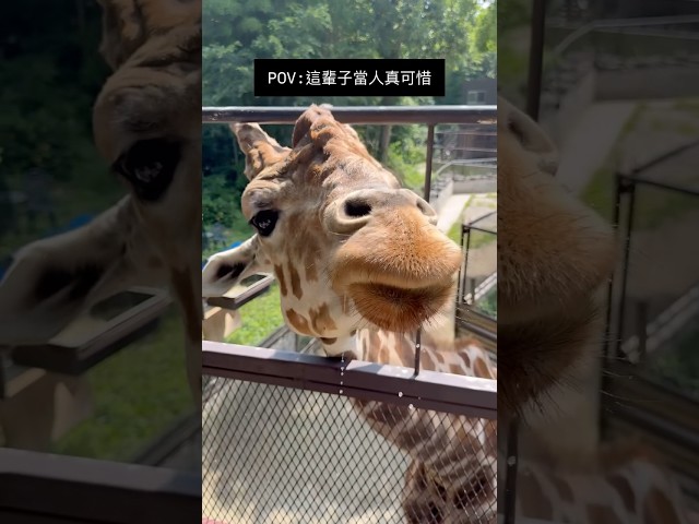 這輩子投胎當人真可惜😆