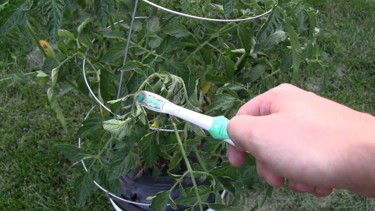 Gardening Tips How To Hand Pollinate Tomatoes For Larger Production Of Your Container Garden