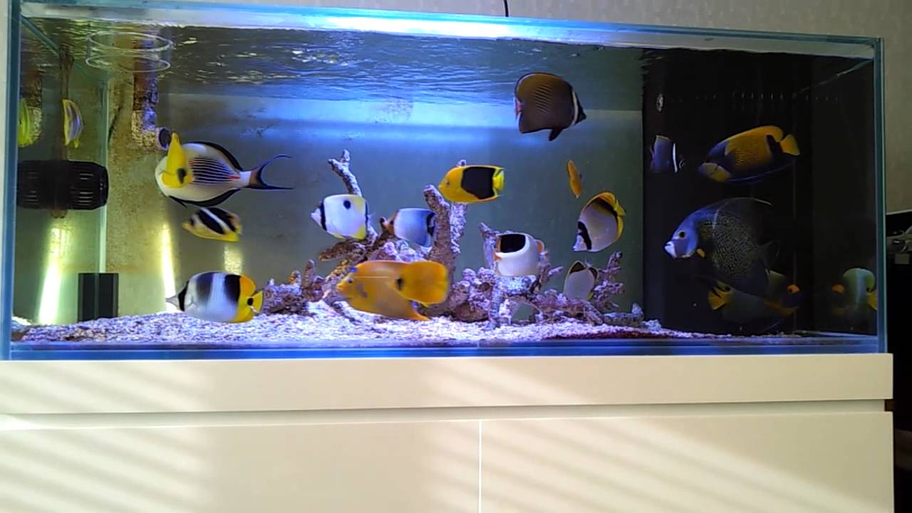 Fish only saltwater aquarium 120 gallon youtube