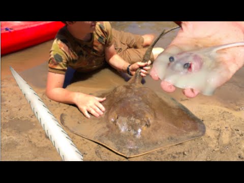 RARE FOOTAGE: Stingray Giving Birth, Boy Delivers 12 Stingrays! HD