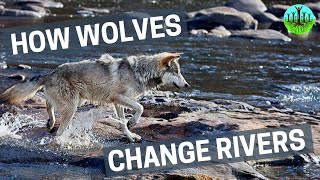 狼改變了整個生態系統