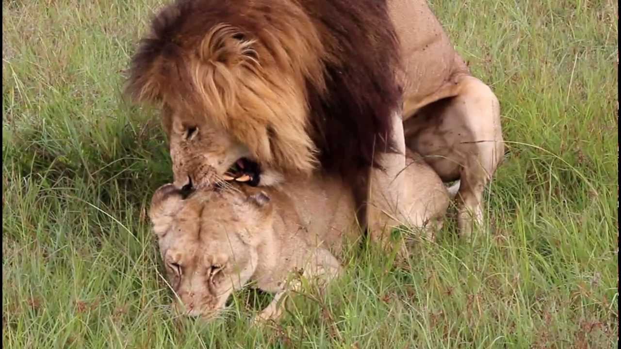 Lions Matinglion Having Sexaslan Sevişiyor Kenya Masai Marabüyük