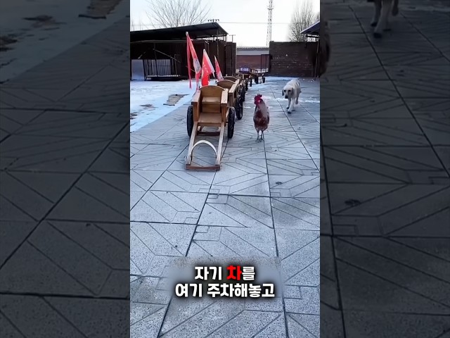 중국에는 강아지를 위한 주차장이있어요