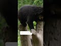 Rare Andean bear cub triplets frolic at NY zoo  - 00:35 min - News - Video