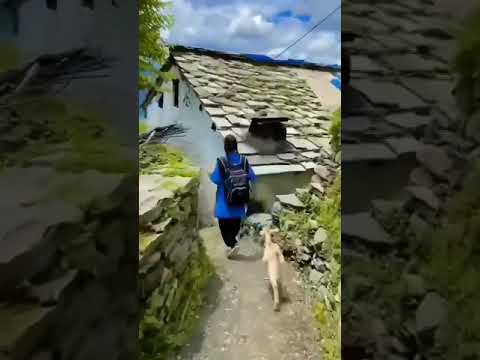 Little girl walks to school as goat follows her in adorable viral video Little girl walks to school as goat follows her in adorable viral video