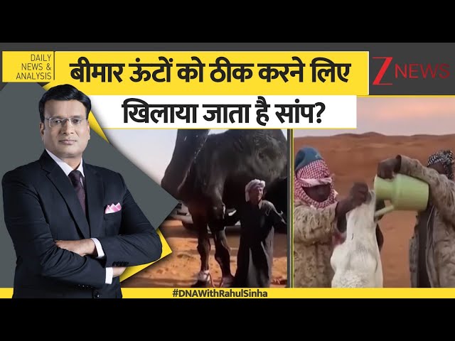DNA: बीमार ऊंटों को क्यों खिलाया जाता सांप?  Camel। Snake। #dnawithrahulsinha